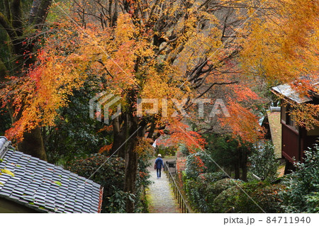 大原西陵のもみじ 84711940