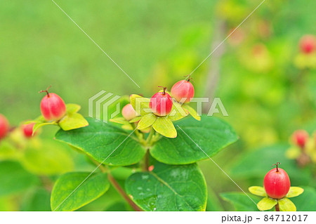 赤いコボウズオトギリの実（夏） 84712017