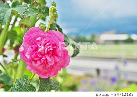 赤いタチアオイの花(夏) 赤いタチアオイの花(夏) 84712135