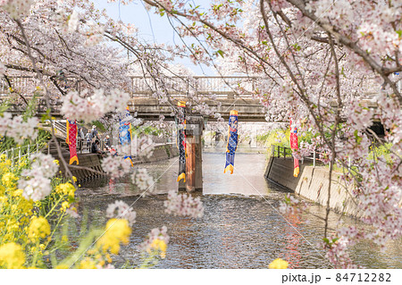 岩倉市 五条川 鯉のぼり 岩倉市 五条川 鯉のぼり 84712282