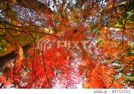 紅葉　金蔵院 84712412