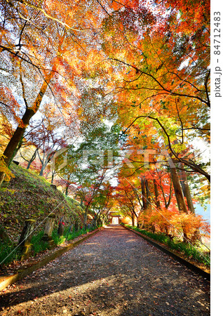 紅葉　参道　金蔵院 84712483
