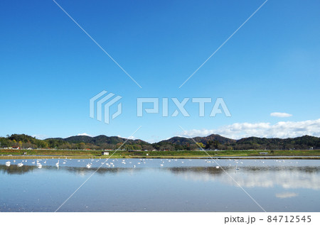 白鳥が冬を暮らす長閑な田園の風景 ... 島根県 安来市（快晴） 84712545