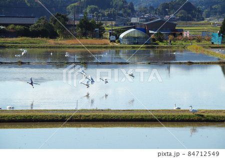 白鳥が冬を暮らす長閑な田園の風景 ... 島根県 安来市（晴れ） 84712549