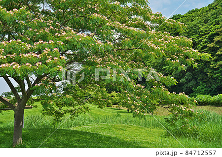ピンクのネムノキの花（夏） 84712557