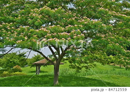 ピンクのネムノキの花(夏) ピンクのネムノキの花(夏) 84712559
