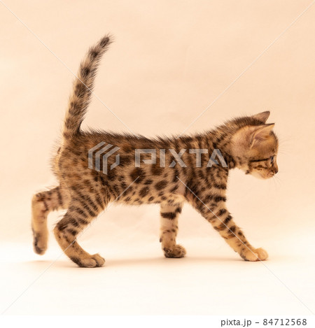 無地背景の中で遊ぶベンガル子猫 84712568