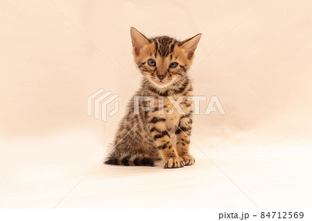 無地背景の中で遊ぶベンガル子猫 84712569