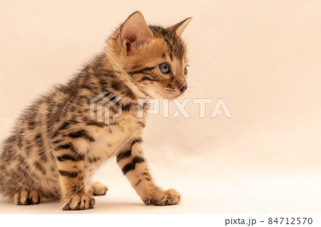 無地背景の中で遊ぶベンガル子猫 84712570