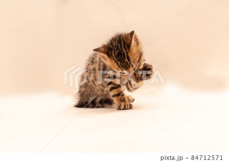 無地背景の中で遊ぶベンガル子猫 84712571