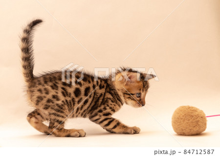 無地背景の中でおもちゃで遊ぶベンガル子猫 84712587
