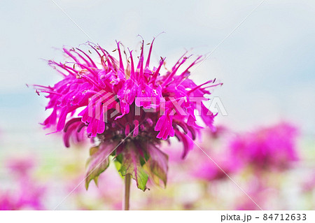 赤いベルガモットの花の写真素材