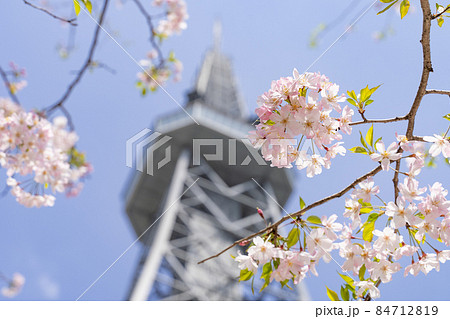名古屋テレビ塔（中部電力 MIRAI TOWER）と思川桜 84712819