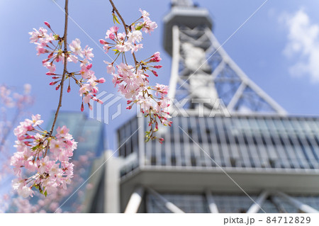 名古屋テレビ塔(中部電力 MIRAI TOWER)と思川桜 名古屋テレビ塔(中部電力 MIRAI TOWER)と思川桜 84712829