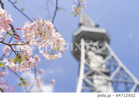 名古屋テレビ塔(中部電力 MIRAI TOWER)と思川桜 名古屋テレビ塔(中部電力 MIRAI TOWER)と思川桜 84712832