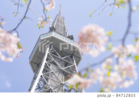 名古屋テレビ塔（中部電力 MIRAI TOWER）と思川桜 84712833