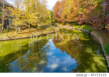 岐阜県海津市 モミジバフウの紅葉が美しい秋のアクアワールド水郷パークセンター 岐阜県海津市 モミジバフウの紅葉が美しい秋のアクアワールド水郷パークセンター 84713119