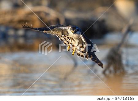 大鷹の狩り中のホバリング 84713168