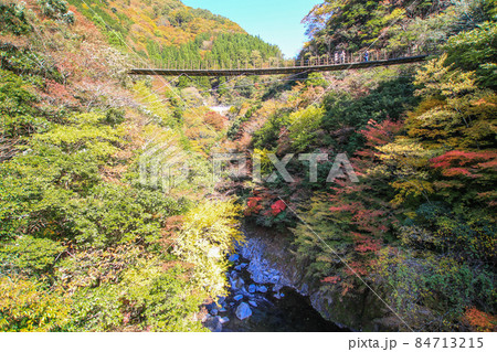 樅木の吊橋 84713215