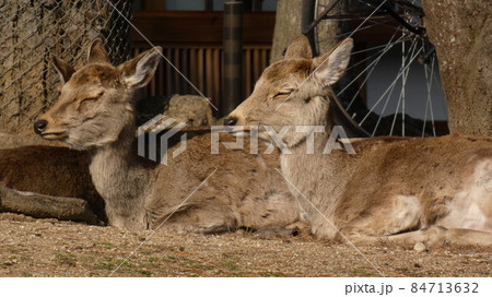 環境尺相手にお疲れモードの二匹の鹿　【奈良公園】 84713632