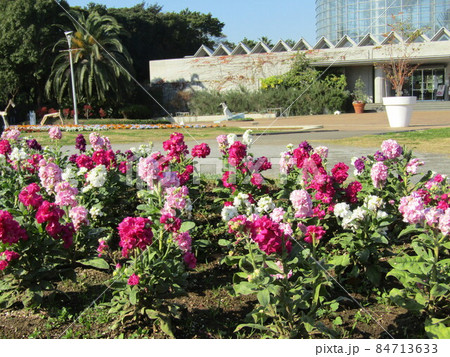 花期の長いストックの白と桃と赤の花 花期の長いストックの白と桃と赤の花 84713633