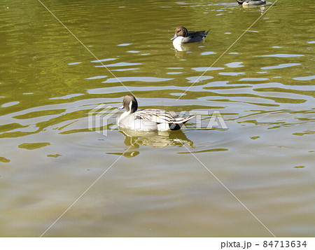 稲毛海浜公園の浜の池に来た冬の渡り鳥オナガガモ 稲毛海浜公園の浜の池に来た冬の渡り鳥オナガガモ 84713634