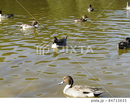 稲毛海浜公園の浜の池に来た冬の渡り鳥オナガガモ 84713635