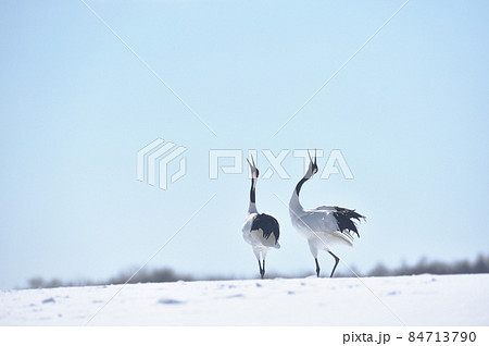 青空の下で鳴きかわすタンチョウ（北海道・鶴居） 84713790
