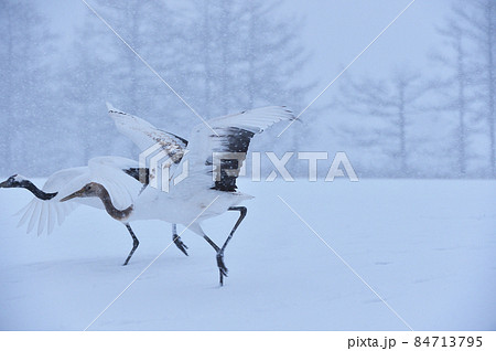 雪の降る雪原から飛び立つタンチョウ家族（北海道・鶴居） 84713795