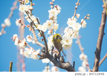 春の訪れ 梅の花とメジロ/ 春の訪れ 梅の花とメジロ/ 84713946