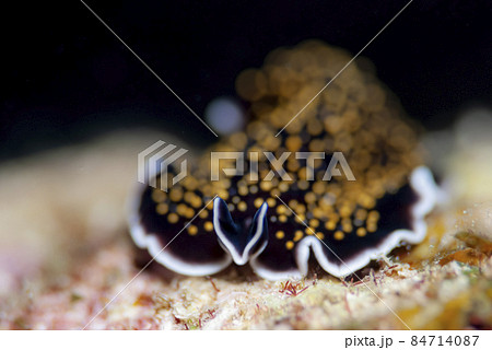 ヨイミヤミノヒラムシ 84714087