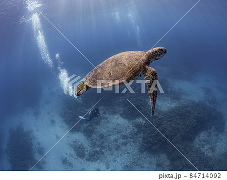 アオウミガメと慶良間ブルー 84714092