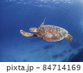 アオウミガメと慶良間ブルー 84714169