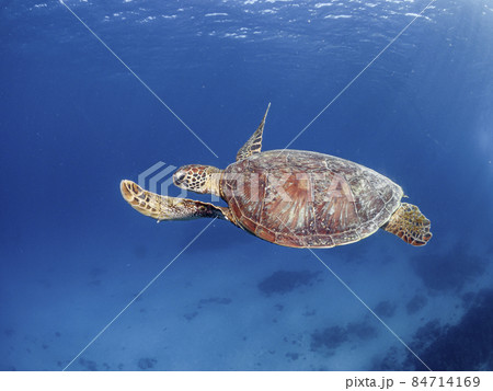 アオウミガメと慶良間ブルー アオウミガメと慶良間ブルー 84714169