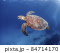 アオウミガメと慶良間ブルー 84714170