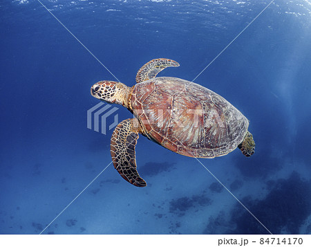 アオウミガメと慶良間ブルー アオウミガメと慶良間ブルー 84714170
