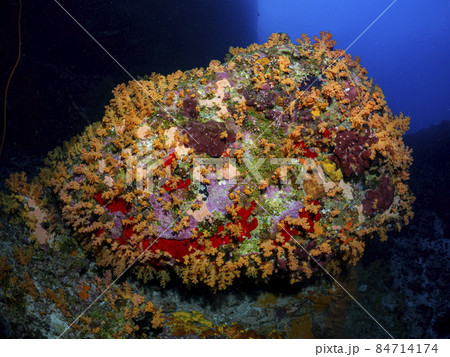 珊瑚礁 珊瑚礁 84714174