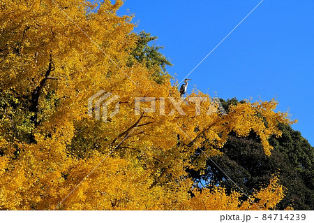 東京都江東区 清澄庭園 大銀杏とアオサギ 東京都江東区 清澄庭園 大銀杏とアオサギ 84714239