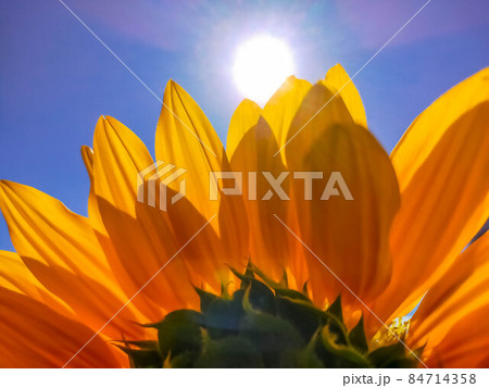 太陽と向日葵 84714358
