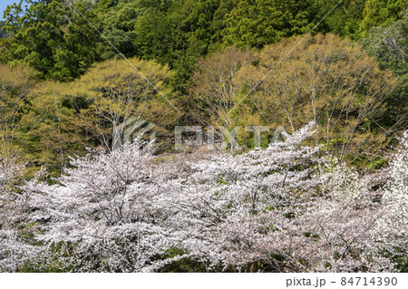 桜 桜 84714390