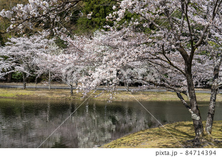 桜 84714394