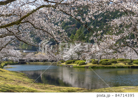 桜 桜 84714395
