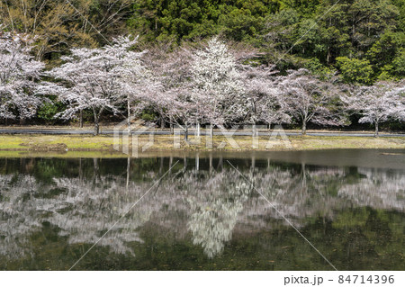 桜 桜 84714396