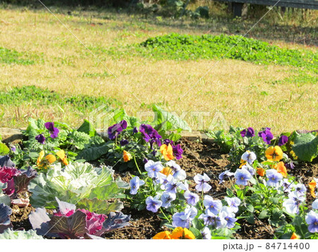 可愛い青色と空色の花ビオラの花とハボタン 可愛い青色と空色の花ビオラの花とハボタン 84714400