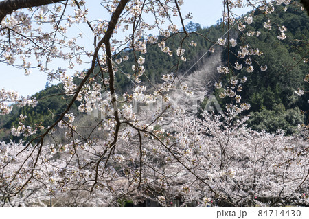 桜 桜 84714430
