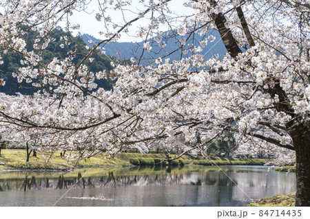 桜 桜 84714435