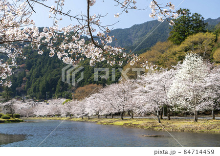 桜 桜 84714459