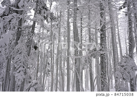 凍る樹林 凍る樹林 84715038