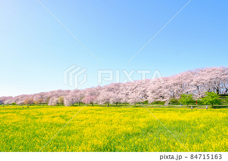 権現堂桜堤 84715163