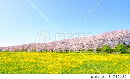 権現堂桜堤 84715182